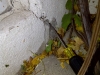 Fissure importante dans un mur de fondation